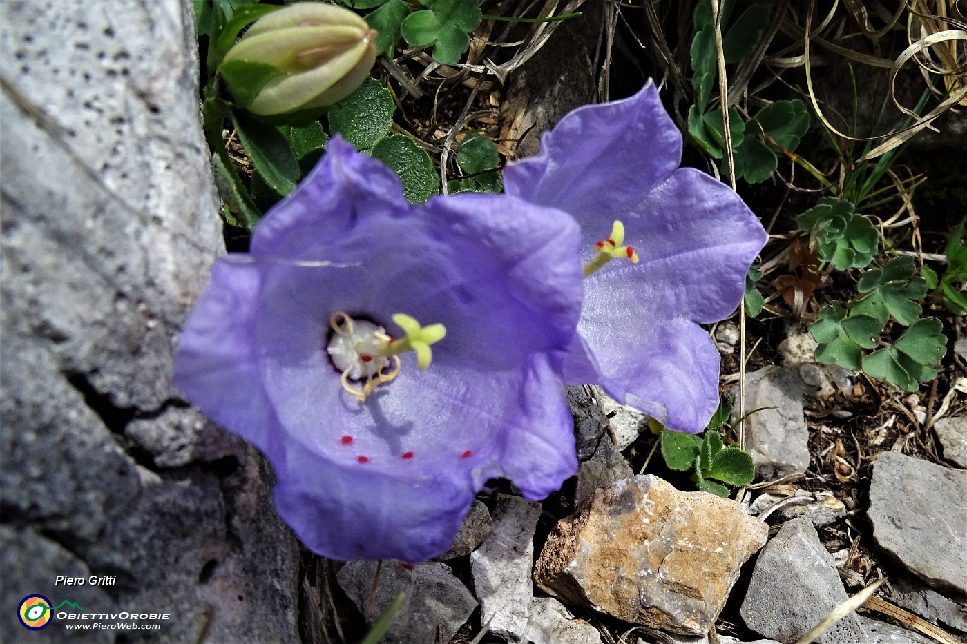 33 Campanula dell'arciduca (Campanula Scheuchzeri) .JPG